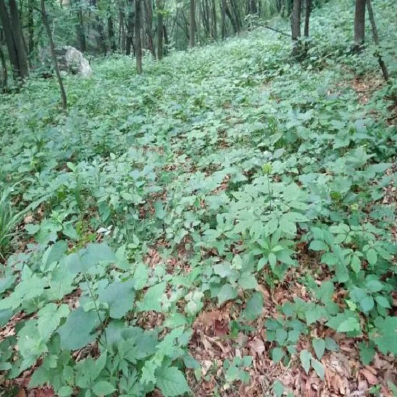 勃利县红星林场林下参面积1446.8亩