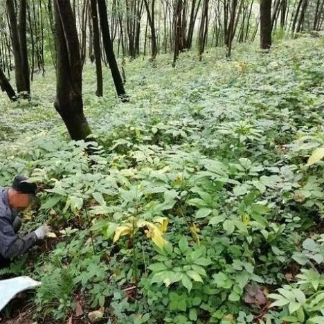 勃利县红星林场林下参面积1553.2亩