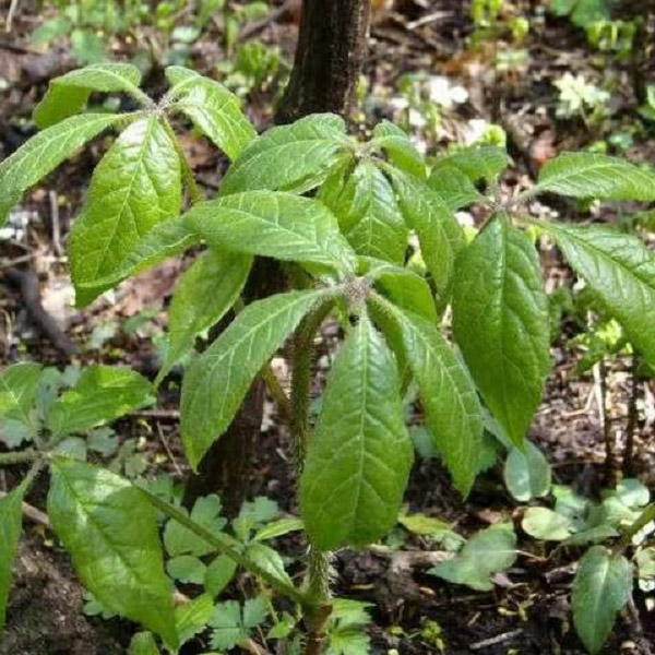 勃利县红星林场林下刺五加面积4830亩