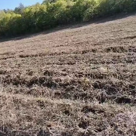 勃利县红旗林场黄芩种苗面积13.3亩