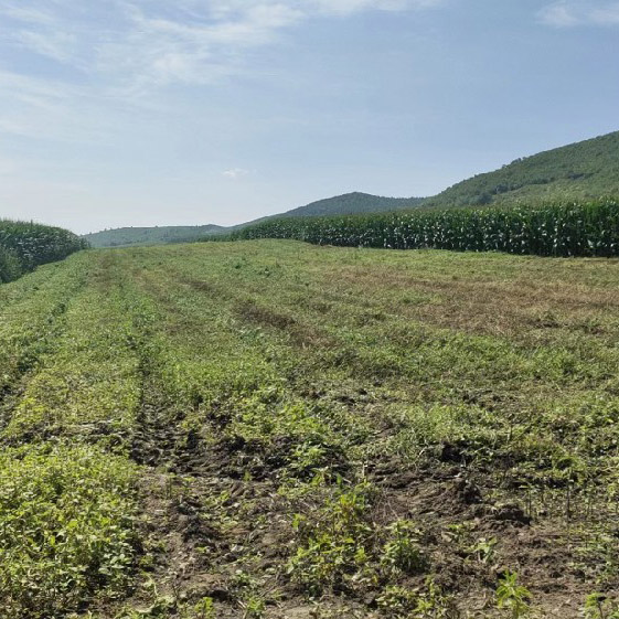 勃利县红旗林场黄芩种苗面积28.3亩