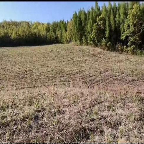 勃利县红旗林场黄芩种苗面积129亩