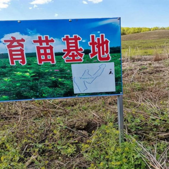 勃利县红旗林场黄芩种苗面积130亩